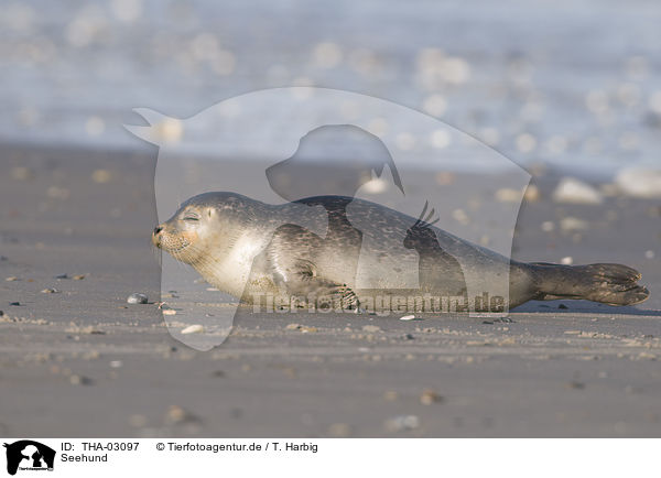 Seehund / harbor seal / THA-03097