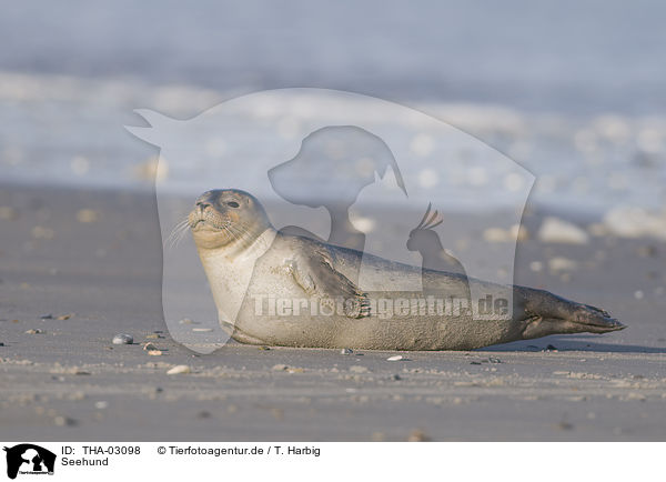 Seehund / harbor seal / THA-03098