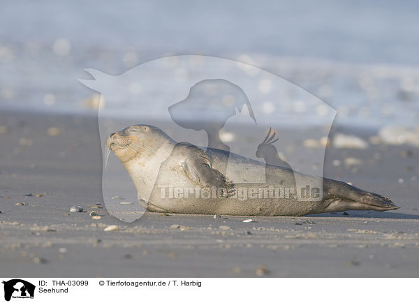 Seehund / harbor seal / THA-03099