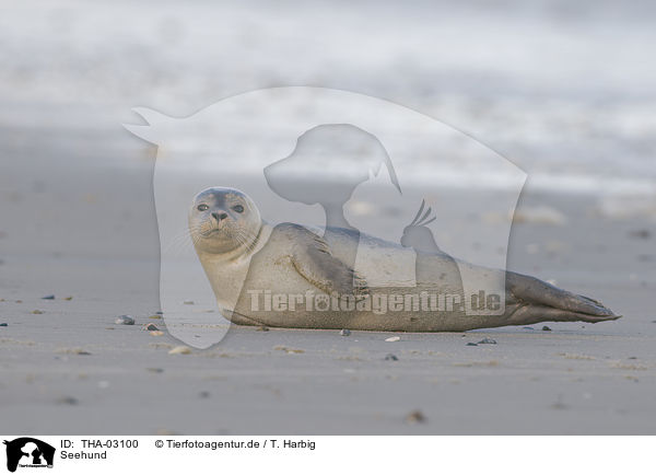 Seehund / harbor seal / THA-03100