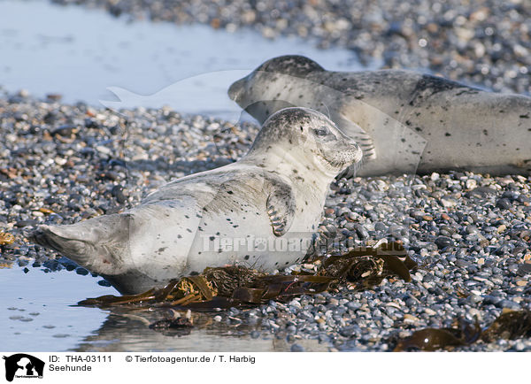 Seehunde / harbor seals / THA-03111
