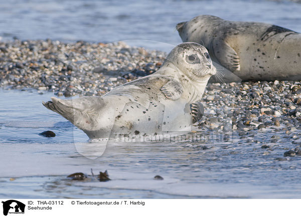 Seehunde / harbor seals / THA-03112