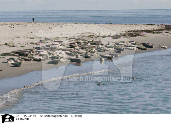 Seehunde / harbor seals / THA-03116