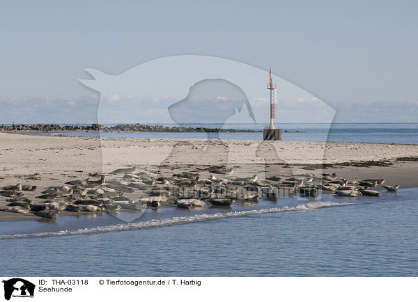 Seehunde / harbor seals / THA-03118
