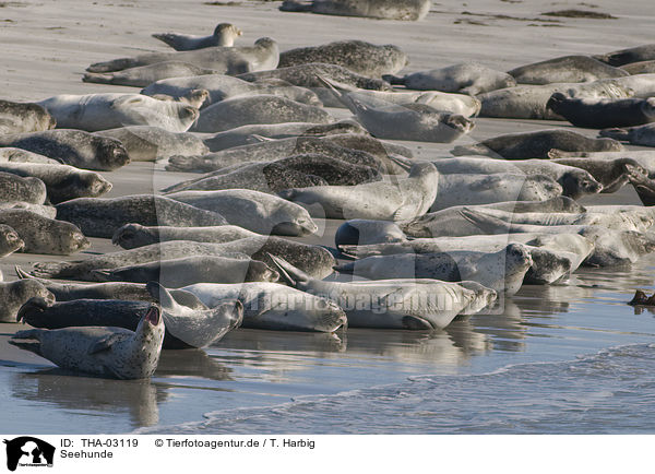 Seehunde / harbor seals / THA-03119
