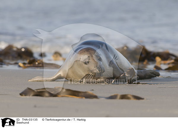 Seehund / harbor seal / THA-03135