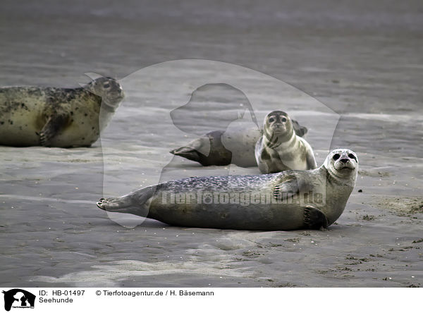 Seehunde / common harbor seal / HB-01497