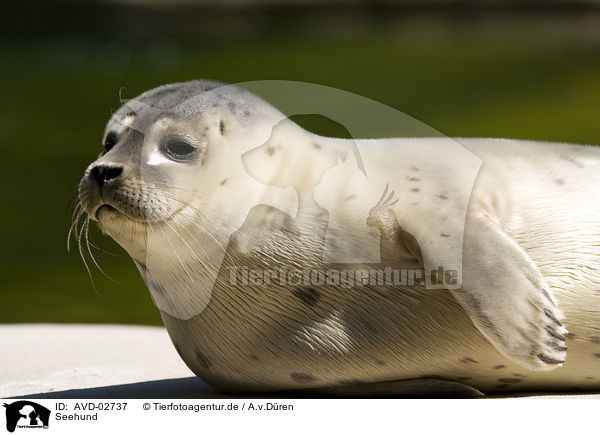 Seehund / common harbor seal / AVD-02737