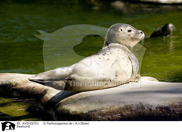 Seehund / common harbor seal / AVD-02751