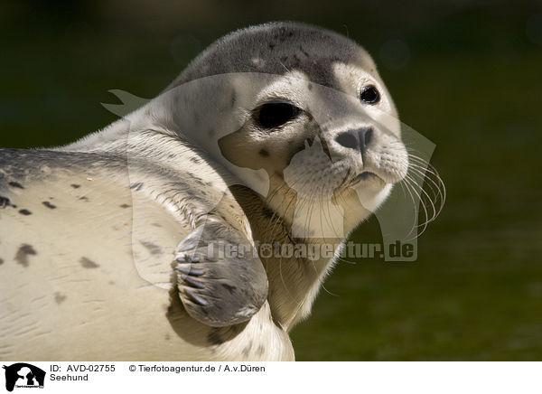 Seehund / common harbor seal / AVD-02755