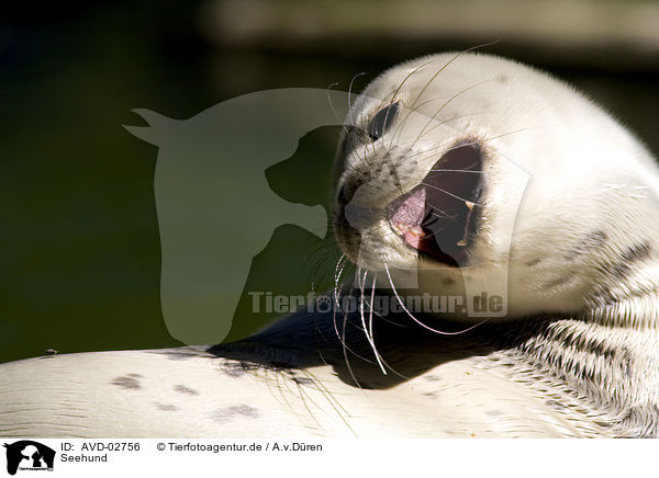 Seehund / common harbor seal / AVD-02756