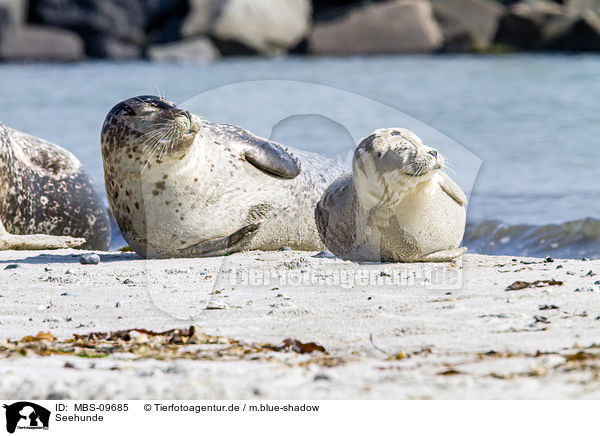 Seehunde / common harbor seals / MBS-09685
