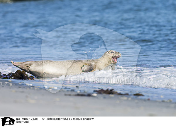 Seehund / common seal / MBS-12525