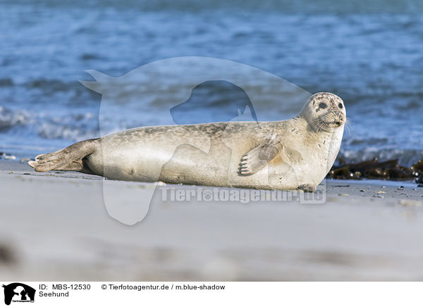 Seehund / common seal / MBS-12530