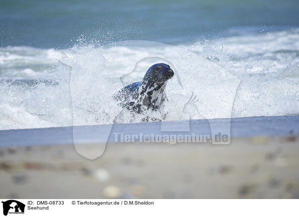 Seehund / harbor seal / DMS-08733