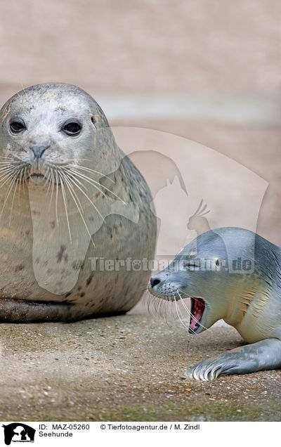 Seehunde / common seals / MAZ-05260
