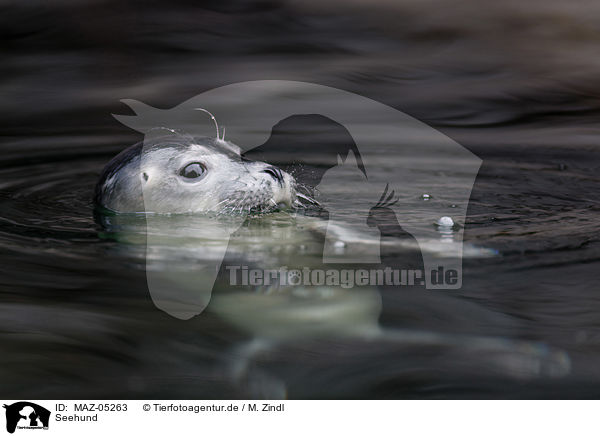 Seehund / common seal / MAZ-05263
