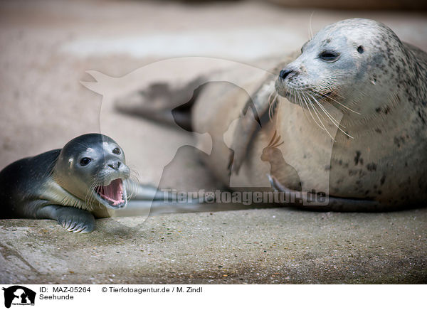 Seehunde / common seals / MAZ-05264