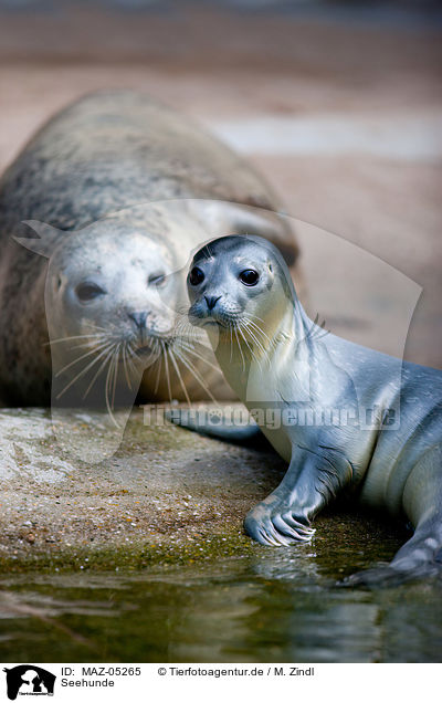 Seehunde / common seals / MAZ-05265