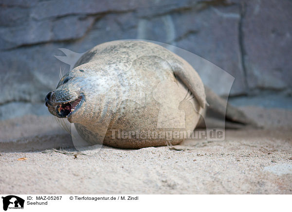 Seehund / common seal / MAZ-05267