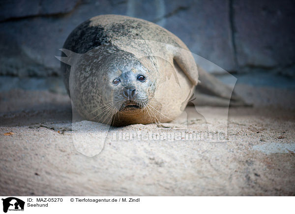 Seehund / common seal / MAZ-05270