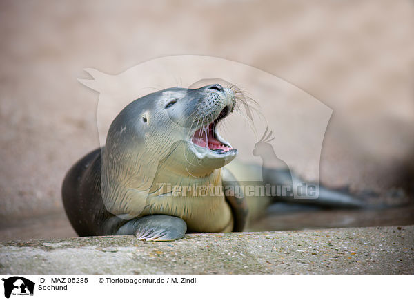 Seehund / common seal / MAZ-05285