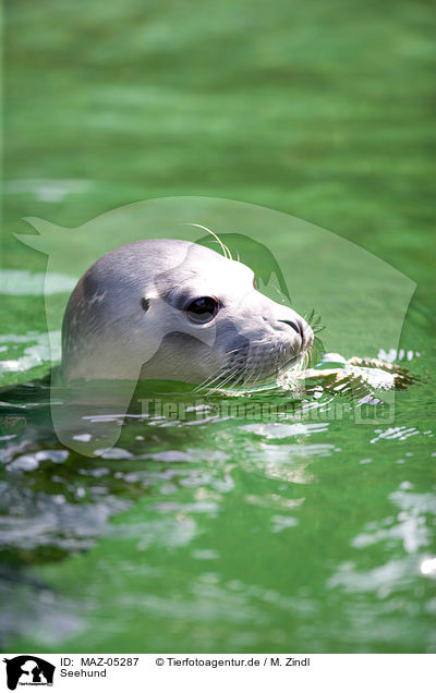 Seehund / common seal / MAZ-05287