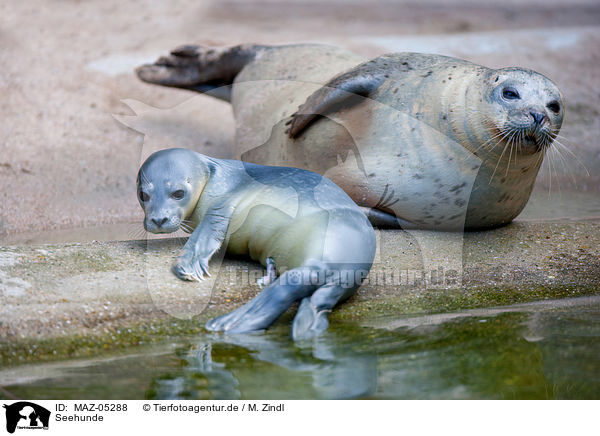 Seehunde / common seals / MAZ-05288