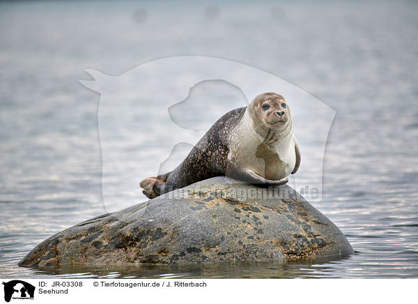 Seehund / harbor seal / JR-03308