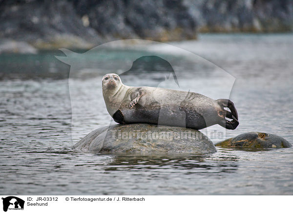 Seehund / harbor seal / JR-03312