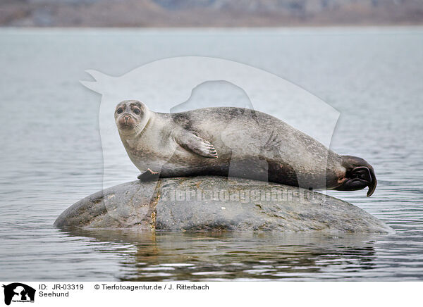 Seehund / harbor seal / JR-03319