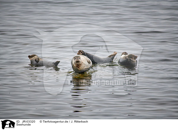 Seehunde / harbor seals / JR-03320