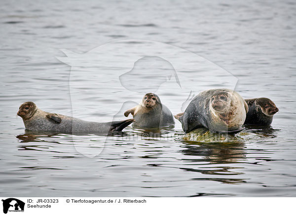 Seehunde / harbor seals / JR-03323