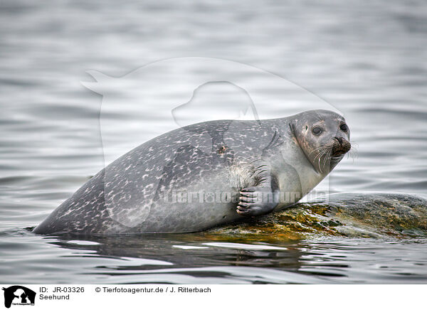 Seehund / harbor seal / JR-03326