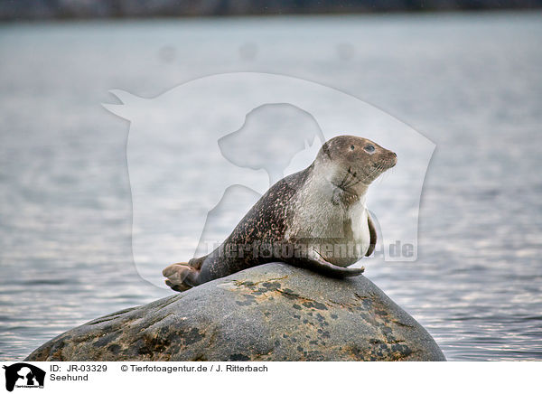 Seehund / harbor seal / JR-03329