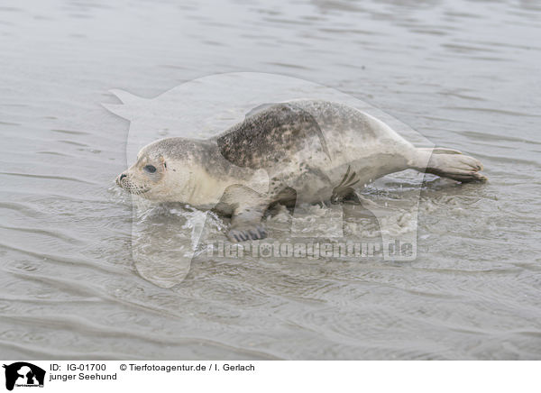 junger Seehund / young seal / IG-01700