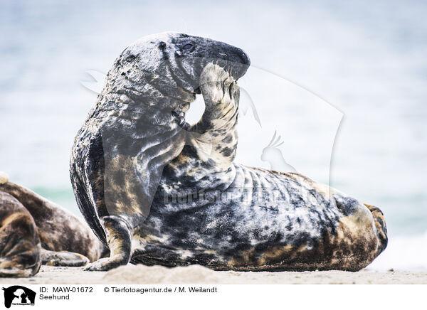 Seehund / common seal / MAW-01672