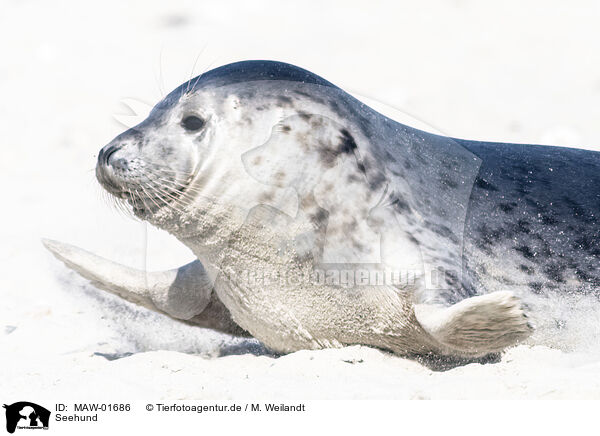 Seehund / common seal / MAW-01686