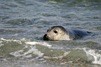 Seehund auf Helgoland