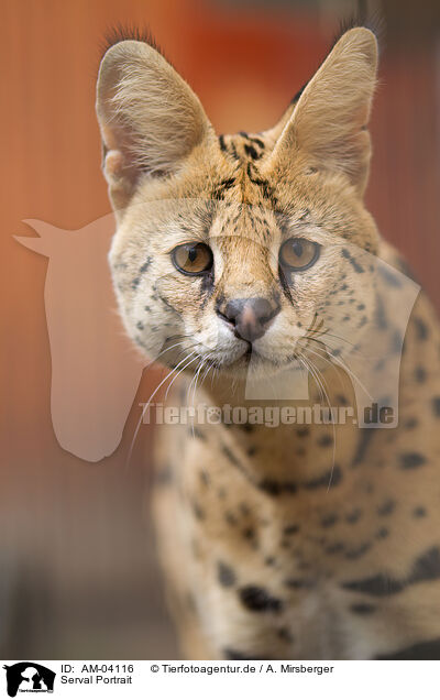 Serval Portrait / Serval Portrait / AM-04116