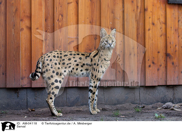 Serval / Serval / AM-04118