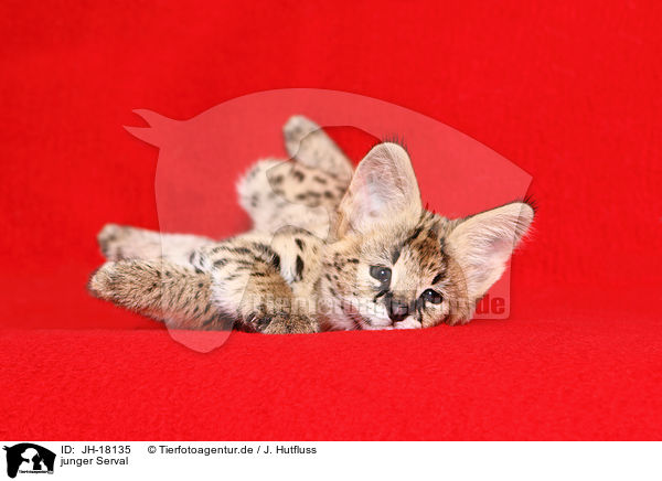 junger Serval / young serval / JH-18135