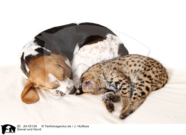 Serval und Hund / serval and dog / JH-18139