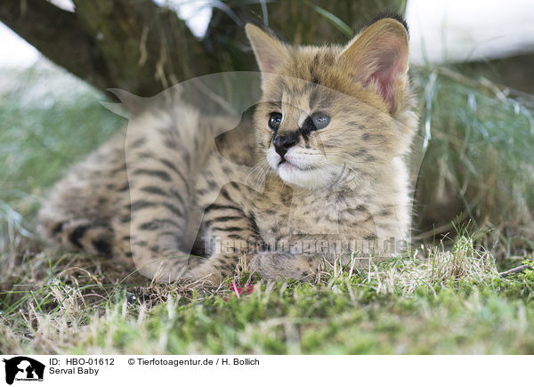 Serval Baby / Serval Baby / HBO-01612
