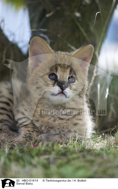 Serval Baby / Serval Baby / HBO-01614