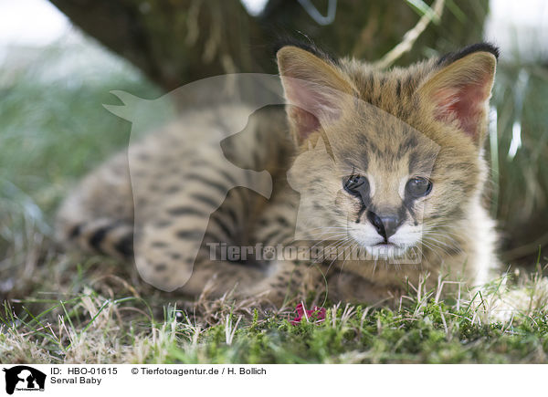 Serval Baby / Serval Baby / HBO-01615
