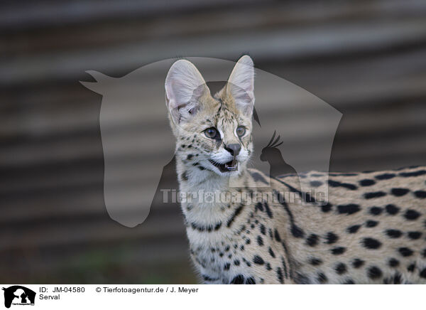 Serval / Serval / JM-04580