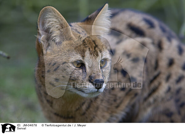 Serval / Serval / JM-04678