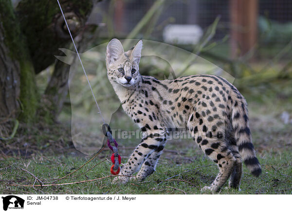 Serval / Serval / JM-04738