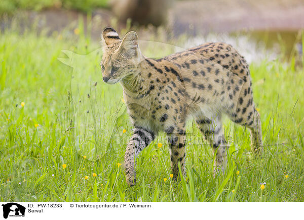 Serval / Serval / PW-18233